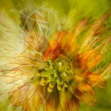Soft flaming voice of nature. van Alie Ekkelenkamp