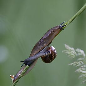 1 stengel, 2 slakken die elk een andere kant op gaan van Ria van den Broeke