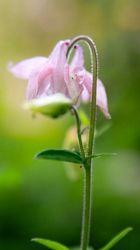 fleurs aux Pays-Bas