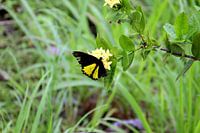 Schmetterling auf der Blume