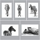 Zebra's, zwart-wit (Dierenpark Emmen) von Aafke's Art Miniaturansicht