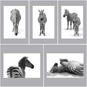 Zebra's, zwart-wit (Dierenpark Emmen) von Aafke's Art