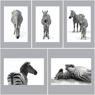 Zebra's, zwart-wit (Dierenpark Emmen)