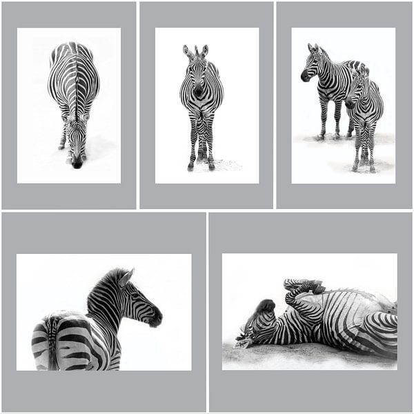 Zebra's, zwart-wit (Dierenpark Emmen) von Aafke's Art