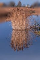 Spiegeling.