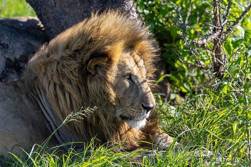 Close Up Porträt eines Löwen von Tilo Grellmann