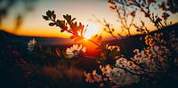 Lentebloesem bij zonsondergang