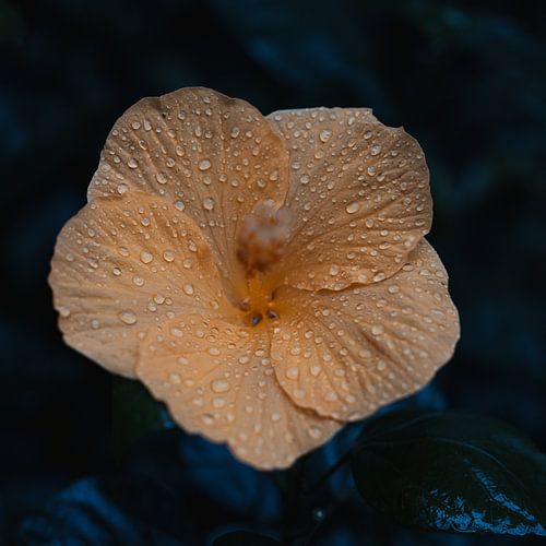 Soft orange hibiscus