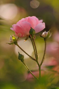 Rosa The Fairy - Romantic van Dagmar Hijmans