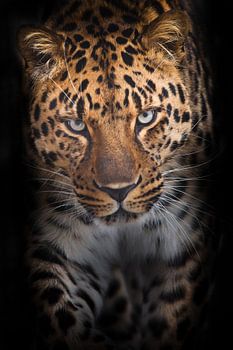 Powerful leopard goes straight to look at you vertical composition, Black background