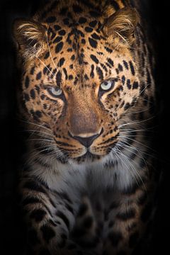 Het machtige luipaard gaat recht naar u kijken verticale samenstelling, Zwarte achtergrond van Michael Semenov
