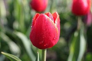 Photo de détail tulipe rouge sur Emiel de Lange