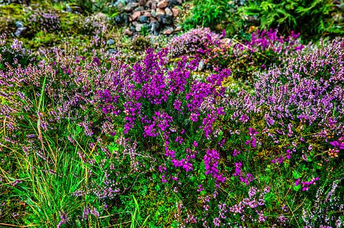 Beautiful moors in Scotland's highlands