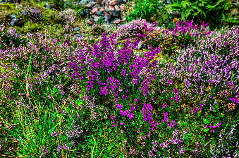 Beautiful moors in Scotland's highlands by René Holtslag
