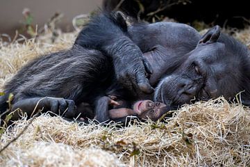 Chimpansees van Sanne Voortman
