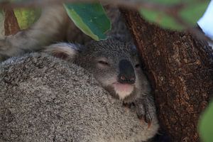 A baby koala and mother sitting in a gum tree on Magnetic Island, Queensland Australia