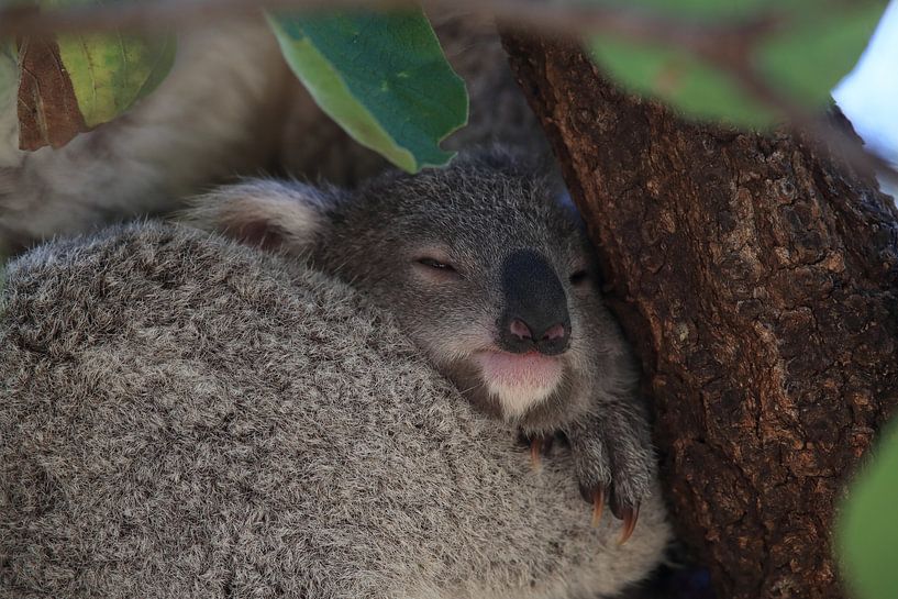 Een baby koala en moeder zittend in een gombomenboom op Magnetic Island, Queensland Australië van Frank Fichtmüller