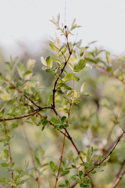 Olive branch in the light of the last rays of the sun by Annelene Simonse
