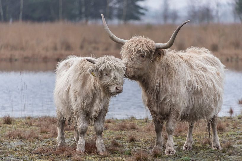 Schottische Hochländer Mutter und Kind von Ans Bastiaanssen