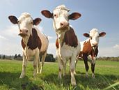 Curious Cows van Hans Kool thumbnail