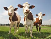 Curious Cows