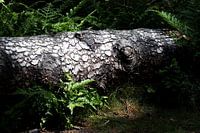 In der Natur gefällt
