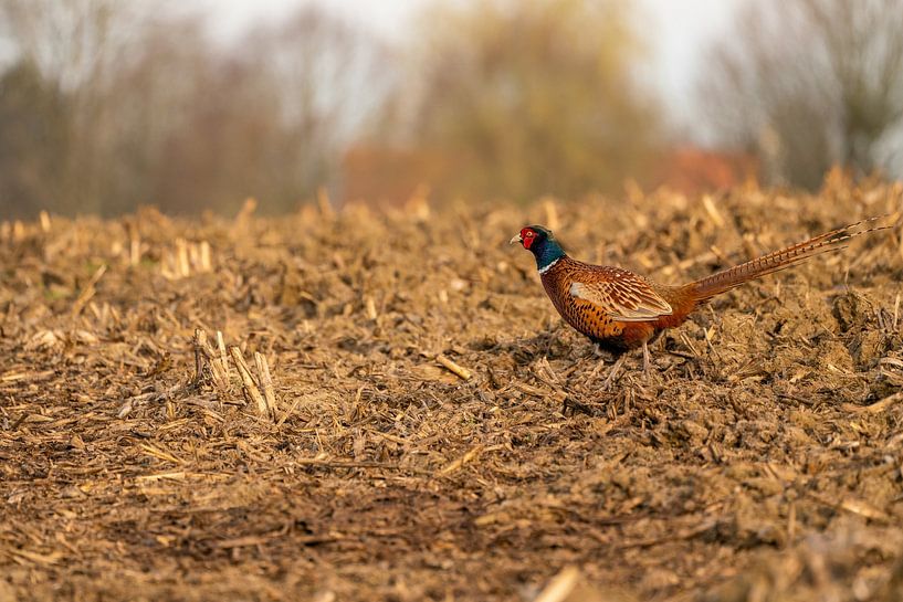 Fazant op het weiland in de ochtend van Marcel Derweduwen