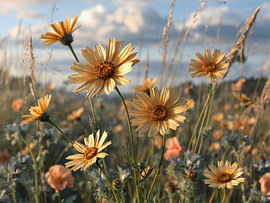 Meadow flowers in the golden summer light by Max Steinwald