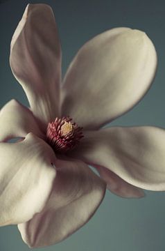 Magnoila by tim eshuis