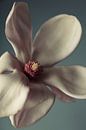 Magnoila by tim eshuis thumbnail