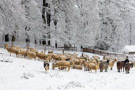 Die Schafherde in Hoog Buurlo wird von 2 Hunden gegen den Wolf bewacht von Hans de Waay