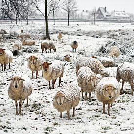 Schapen in de sneeuw van Inge van der Hart Fotografie