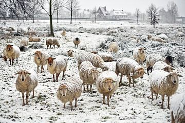 Schapen in de sneeuw van Inge van der Hart Fotografie