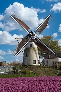 Die Gratitude ist eine Getreidemühle in Herkingen mit lila Tulpen im Vordergrund