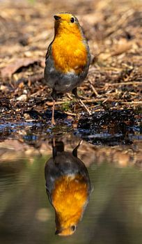 Rotkehlchen am Rande des Wassers