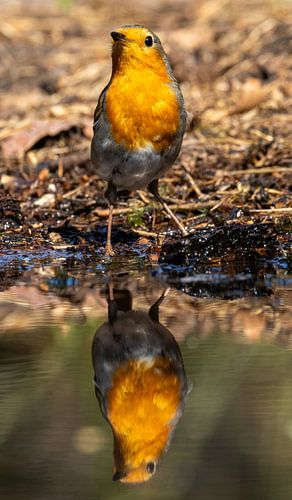 Rotkehlchen am Rande des Wassers