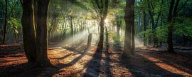 Panorama of a famous Dutch forest at sunrise by Martin Podt