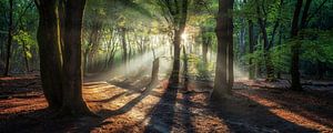 Panorama d'une célèbre forêt néerlandaise au lever du soleil