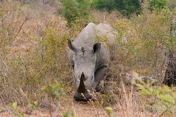 Rhinoceros in the Kruger Park by Just Go Global