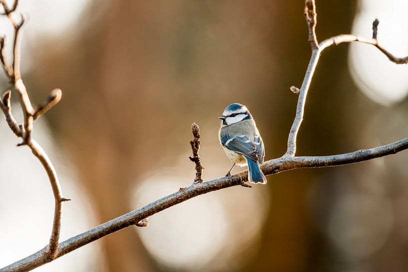 Pimpelmees Vogel Balancerend op een Tak in Warm Licht van Femke Ketelaar
