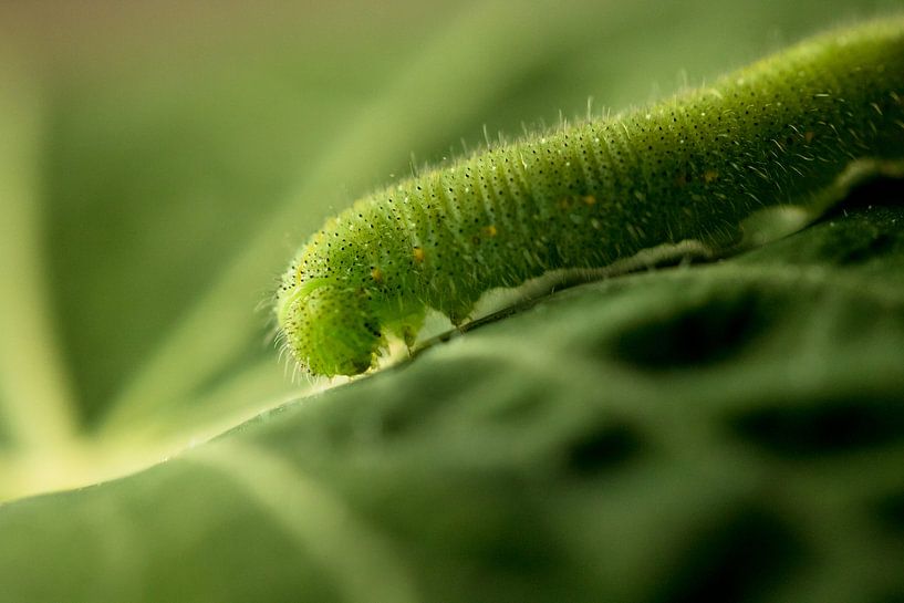 Grüne Frau von Nicole Nagtegaal