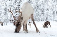 Rentiere in Lappland von Miranda van Assema Miniaturansicht