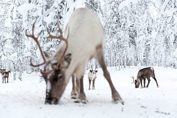 Rendieren in Lapland