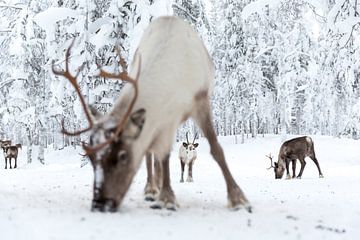 Rentiere in Lappland von Miranda van Assema