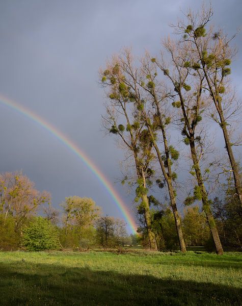 Regenbogen mit dunklen Wolken im Geul-Tal in Limburg von Elles van der Veen