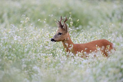 Rehbock *Capreolus capreolus* im Blütenmeer