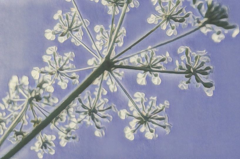 Abrégé de la chrysomèle par Niek Traas