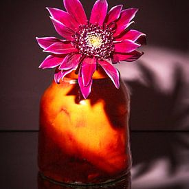 Magenta-Blume, warmes Licht von SO fotografie