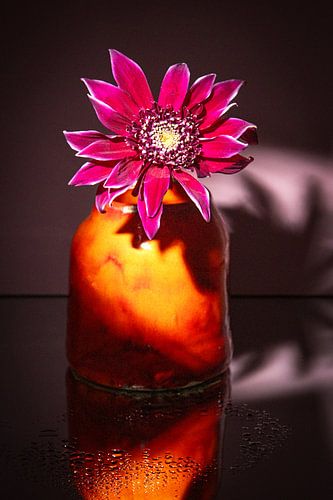 Magenta bloem warm licht