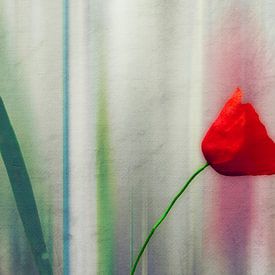 Rode papaverbloem tegen een abstracte achtergrond van Dirk Wüstenhagen
